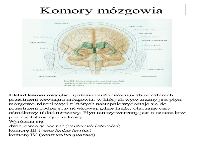 Komory mózgowia Układ komorowy (łac. systema ventricularis) - zbiór czterech przestrzeni wewnątrz mózgowia, w